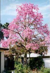 Palo borracho en flor